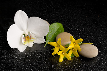 Image showing zen stones with orchid flower on black