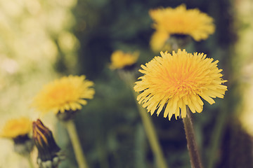 Image showing Yellow dandelion retro color