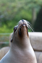 Image showing Pinniped- seal 