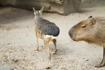 Image showing capybara