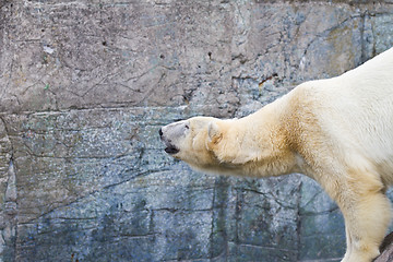 Image showing White bear