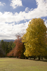 Image showing Autumn Trees