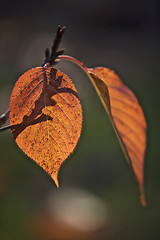 Image showing Leaf in the sunlight