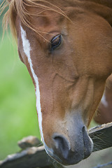 Image showing Brown Horse