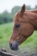 Image showing Brown Horse