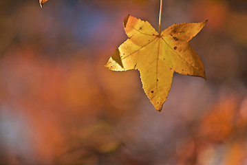 Image showing Autumn Leaf