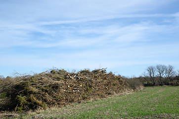 Image showing Wood pile ready for chipping