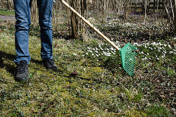 Image showing Gardener with a green rake at spring