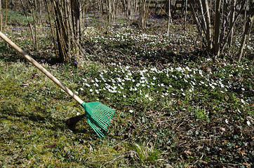 Image showing Raking dry leaves among flowers at spring