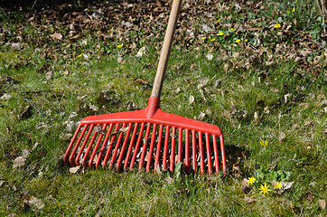 Image showing Rake among leaves at spring