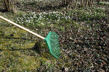 Image showing Spring gardening with a green rake