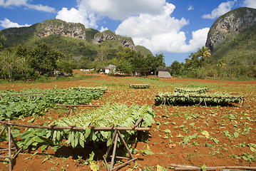 Image showing tobacco