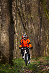 Image showing Mountain Bike cyclist riding single track