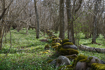 Image showing Mossy stone wall at spring