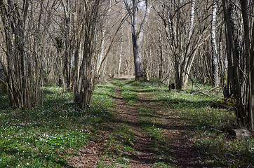 Image showing Tracks in a deciduous forest at spring