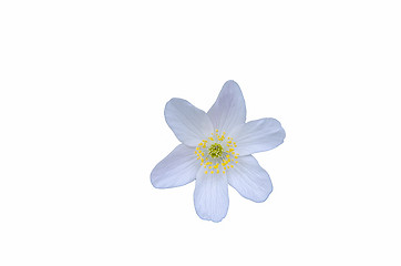 Image showing White anemone cut out