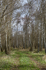 Image showing Trail through the woods at spring