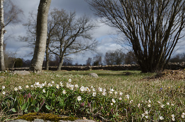 Image showing Springtime in the countryside