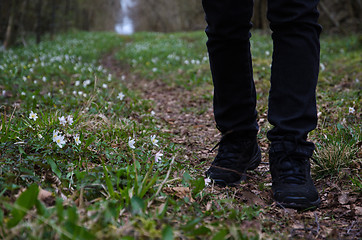 Image showing Walking on a footpath at spring