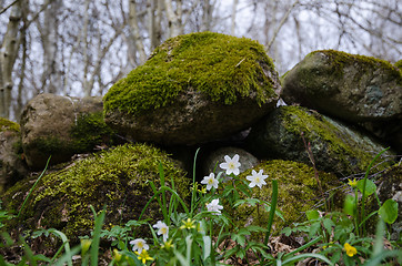 Image showing Spring flowers by a mossy stone wall