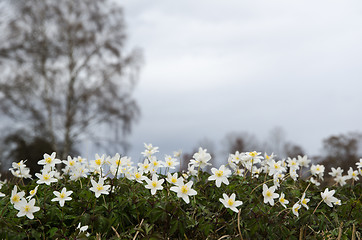 Image showing White flowers closeup