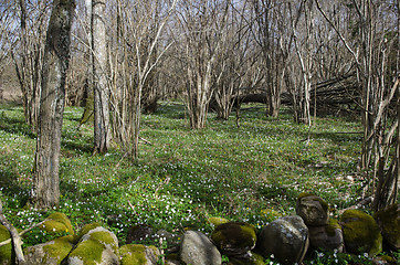 Image showing Springtime in the woods