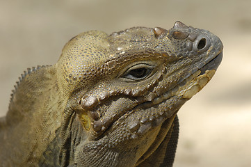 Image showing Komodo reptile is looking