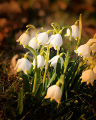 Image showing Beautiful spring snowdrops