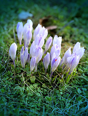 Image showing Beautiful spring primroses crocuses