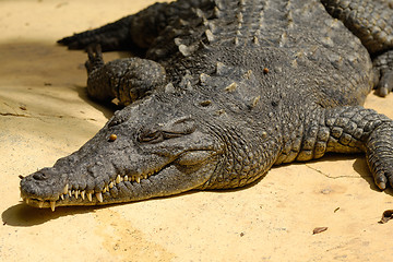 Image showing Crocodile is resting in the sun