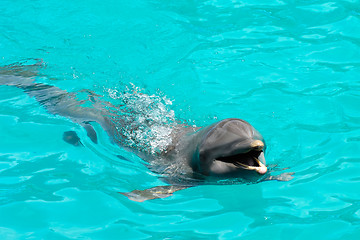 Image showing Happy dolphin swimming in blue water