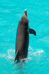 Image showing Dolphin is jumping in the water