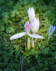 Image showing Beautiful spring snowdrops