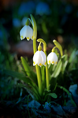 Image showing Beautiful spring snowdrops