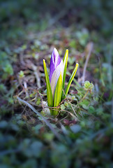 Image showing Beautiful spring primroses crocuses