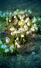 Image showing Beautiful spring snowdrops