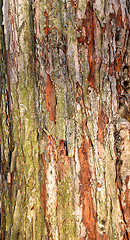 Image showing  structure the bark of a tree