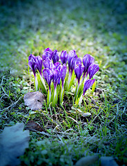 Image showing Beautiful spring primroses crocuses