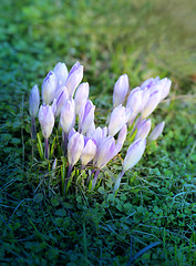 Image showing Beautiful spring primroses crocuses