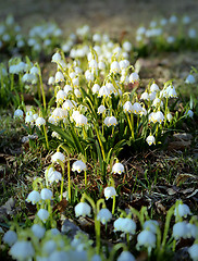 Image showing Beautiful spring snowdrops