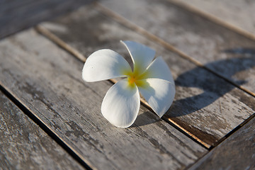 Image showing close up of white beautiful exotic flower on wood