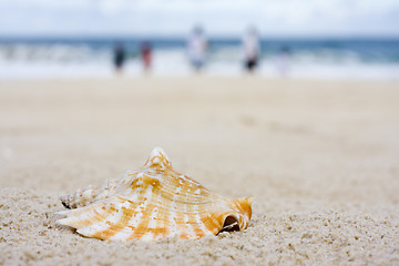 Image showing Shell on beach