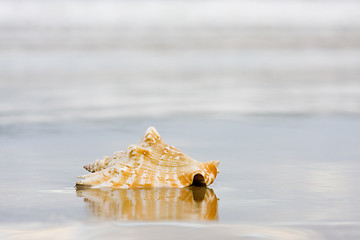 Image showing Shell on wet beach