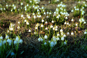 Image showing Beautiful spring snowdrops