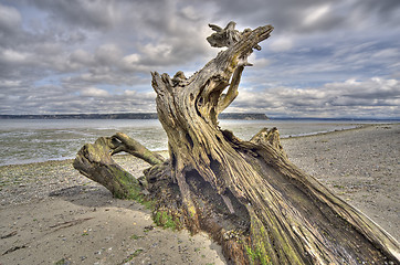 Image showing Driftwood on Whidbey Island, Washington