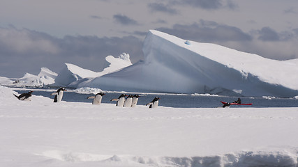 Image showing Gentoo Penguin in Antarctica