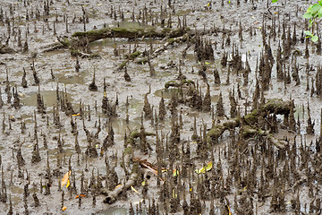 Image showing Mangroove swamp

