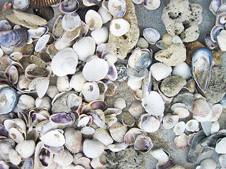 Image showing sea shells background