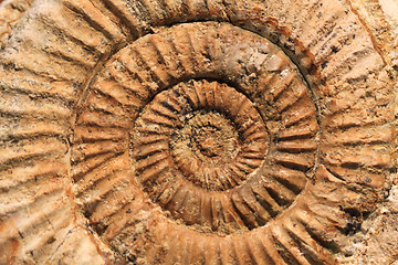 Image showing ammonite fossil texture