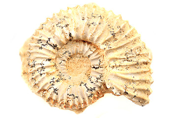 Image showing ammonite fossil isolated